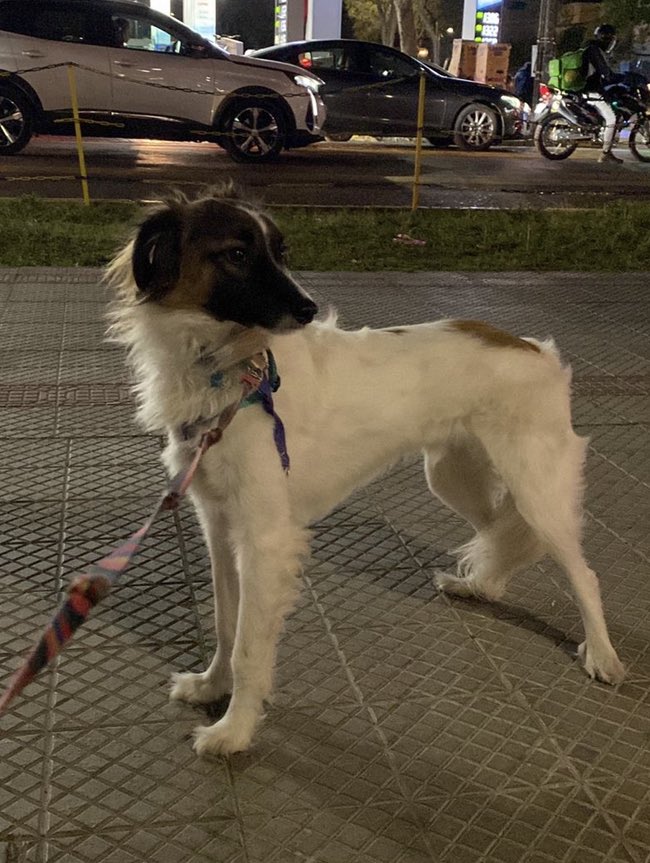 LalyPierola's tweet photo. Amig@s, nuestro JUNI sigue perdido. Ya llevamos 24h buscando y buscando. Hemos tenido pocas pistas, por eso mañana que es día hábil, se agradecen todos los ojos extras. Pensamos que podría estar escondido y asustado. Si lo ves, rétenlo y llamamos. Estamos destrozados💔@Muni_provi https://t.co/Lf7Un6Bl3U