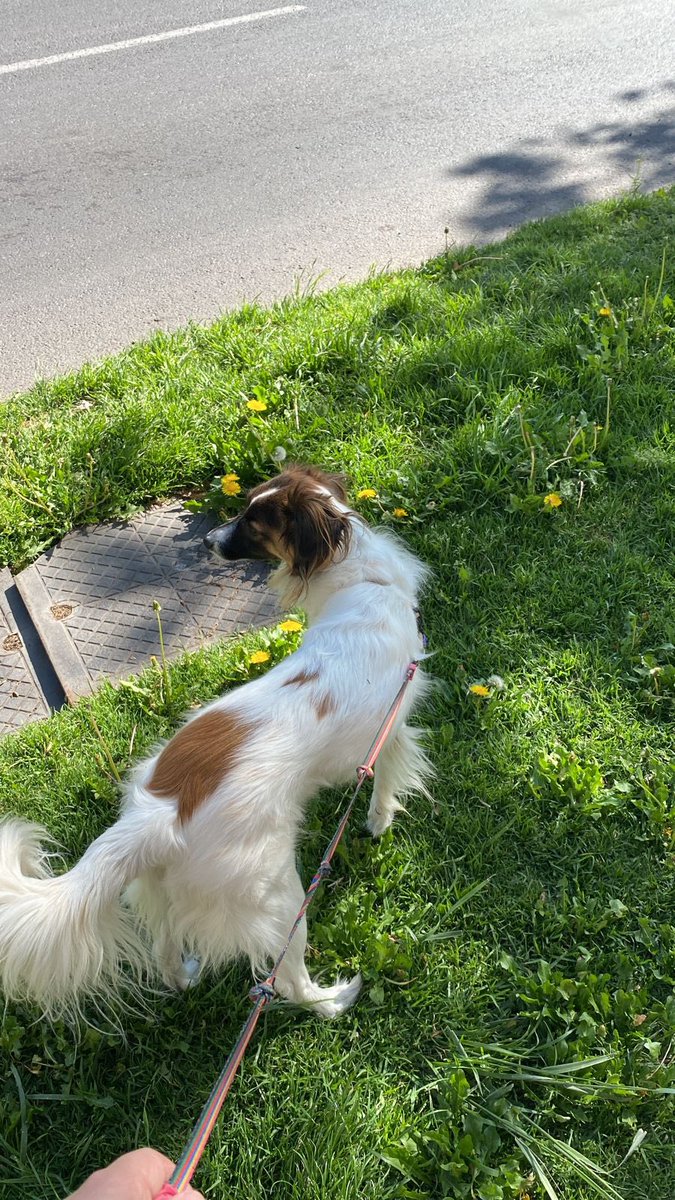 LalyPierola's tweet photo. Amig@s, nuestro JUNI sigue perdido. Ya llevamos 24h buscando y buscando. Hemos tenido pocas pistas, por eso mañana que es día hábil, se agradecen todos los ojos extras. Pensamos que podría estar escondido y asustado. Si lo ves, rétenlo y llamamos. Estamos destrozados💔@Muni_provi https://t.co/Lf7Un6Bl3U