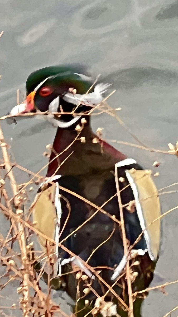 christi69654038's tweet photo. Saw this beautiful duck at Central Park this afternoon #CentralPark #NewYorkCity #beautifulduck https://t.co/M9oUd9H3ab