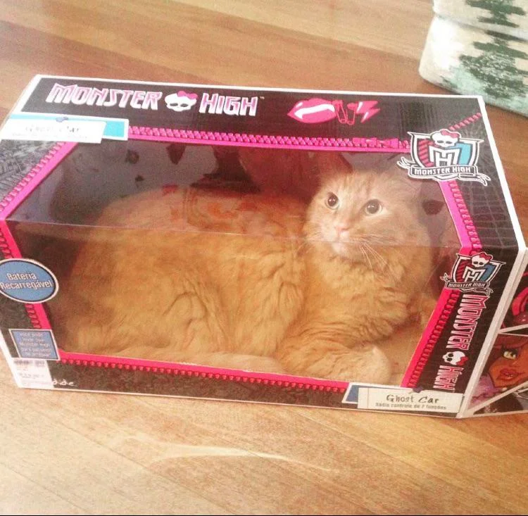 DontShowYourCat's tweet image. limited edition