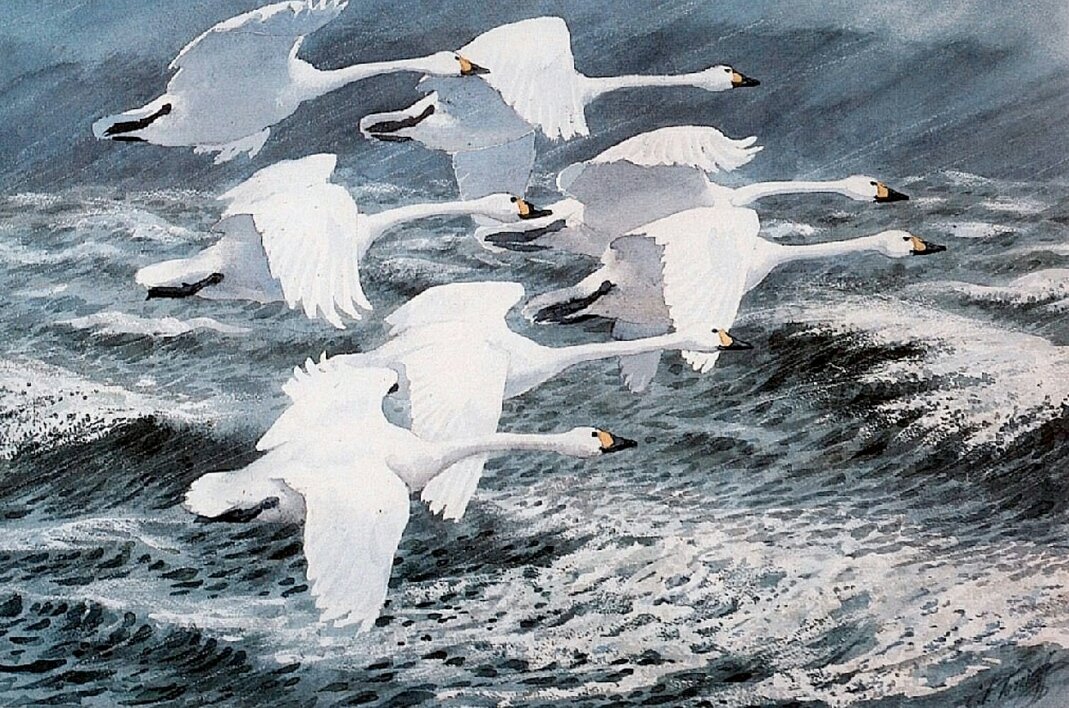 churchartnature's tweet photo. Wild Swans over wintry seas, superbly rendered by Charles Tunnicliffe. #TunnicliffeTuesday #cfTunnicliffe https://t.co/K3KOFtdTti