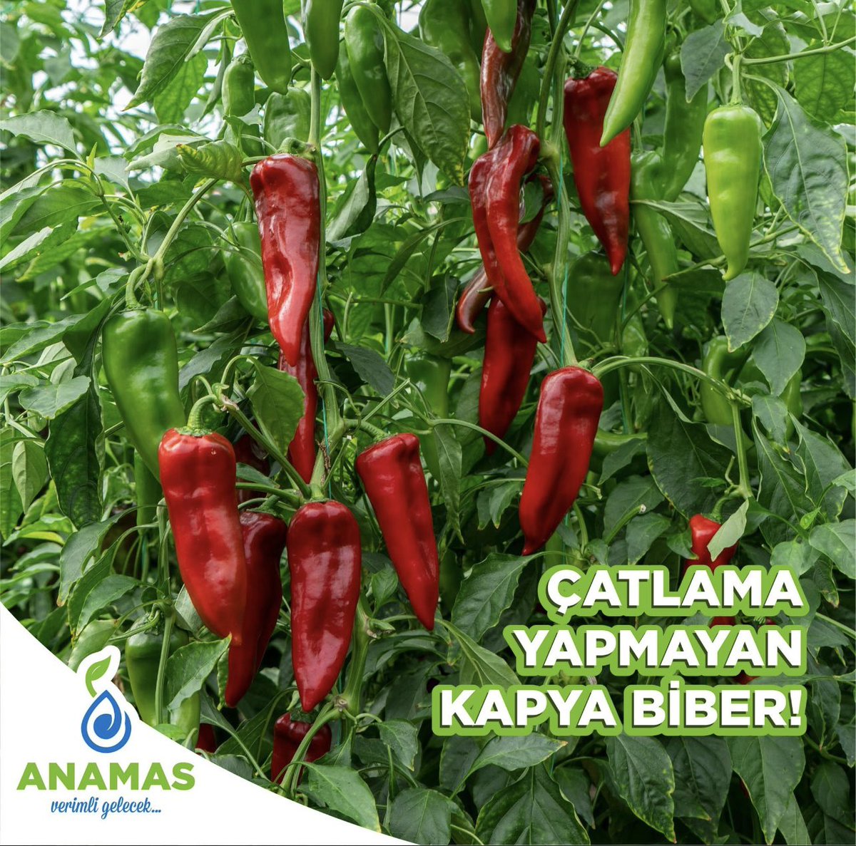 anamastohum's tweet photo. 📌 ALPEREN F1!♥️
🌱Tek Ekim & Sera
🌱22-23 cm
🌱Koyu kırmızı ♥️ & Konik
🌱Soğuk toleransı yuksek☃️
🌱Çatlama yapmaz👍🏼
🦠 TSWV’ ye Tolerans
#anamas #tohum #hibrit #sebze #biber #kapya #verimli #gelecek #arge #ıslah #hybridvegetableseeds #pepperseeds #breeding https://t.co/aEpWCciqw0