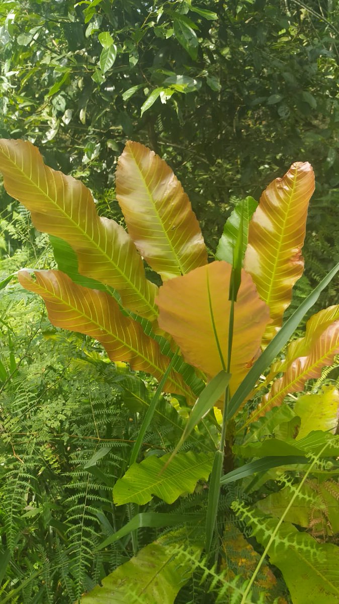 Giving back in tonnes of ways!
Jumbo-SAL-Alliance recently engaged the services of 
<a href="/sevenelephants/">:)⁷</a> ship agents in Colombia when delivering a <a href="/Liebherr/">Liebherr Group</a> crane from Tolu to Cartagena. To thank us for the business &amp; help save the planet at the same time, they have planted 20 trees.