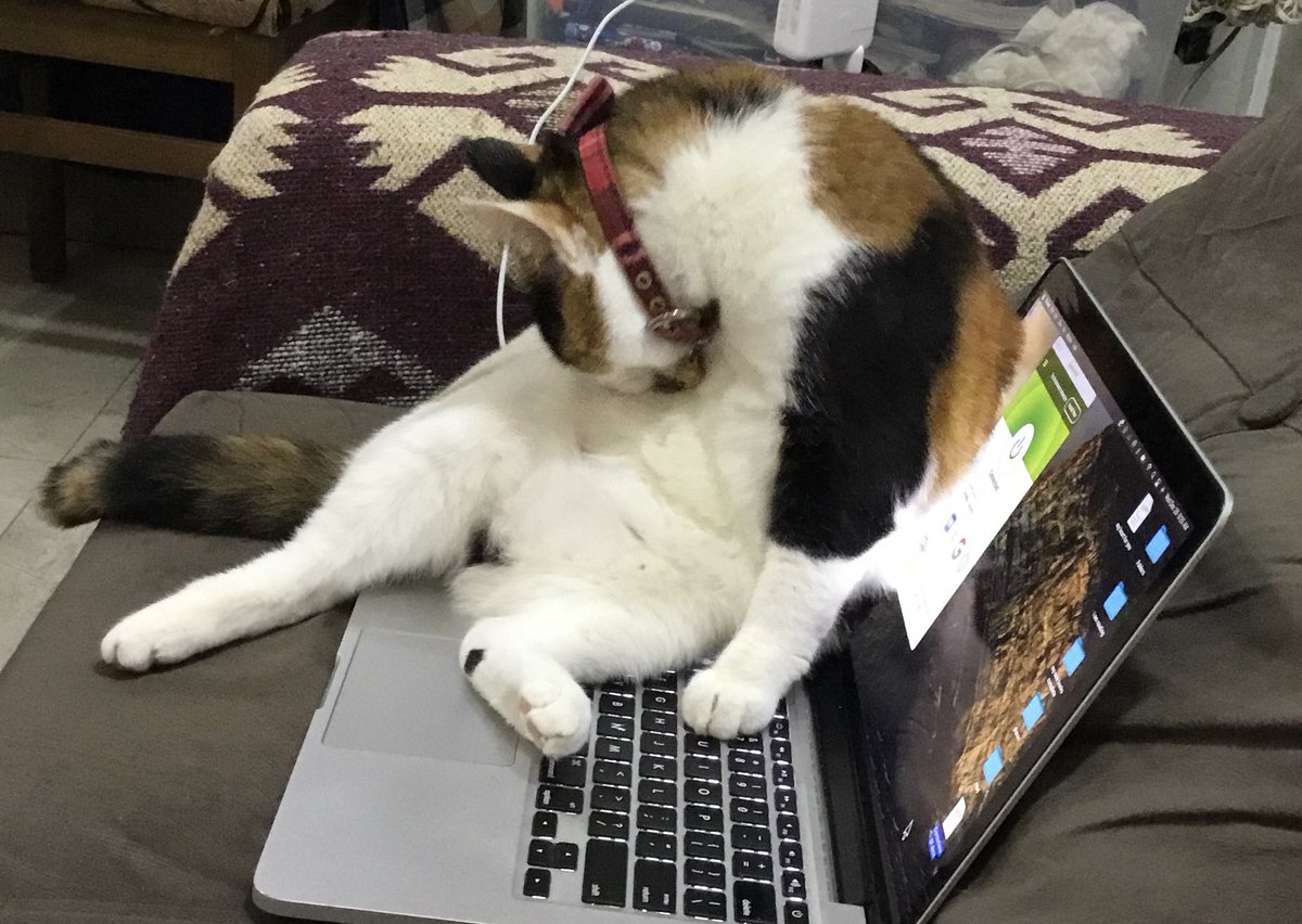 HJamesWrites's tweet photo. My #writing buddy found a new use for my laptop. #BatStar https://t.co/FRKqIcffMO