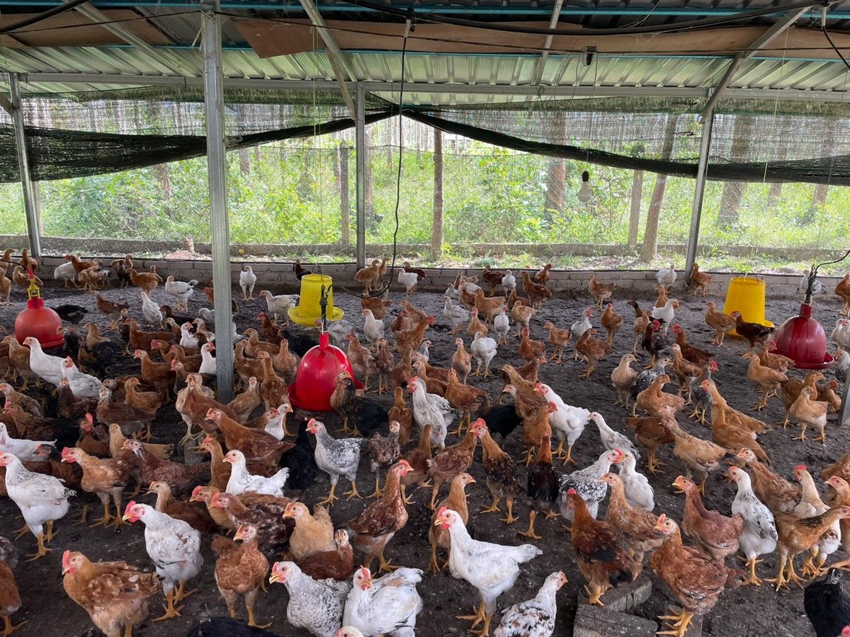 ppk_knerang's tweet photo. Lawatan ke Projek Ternakan Ayam Kampung Kacuk usawahan bimbingan PPK di Kg. Tanjung. Kapasiti ternakan terkini 3,200 ekor dengan purata berat 1.5Kg/ekor. Usahawan yang sangat gigih dan konsisten dalam mengusahakan ternakan menyumbang kepada keterjaminan bekalan ayam.
#LPP50TAHUN https://t.co/HTvviH5pds