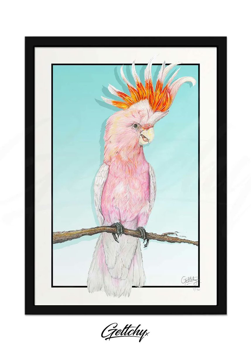 geltchy's tweet photo. MAJOR Mitchell Pink Cockatoo #Aussie #WallArtForSale by #Geltchy
https://t.co/NdSPwVPSab https://t.co/tp15VgUSD2