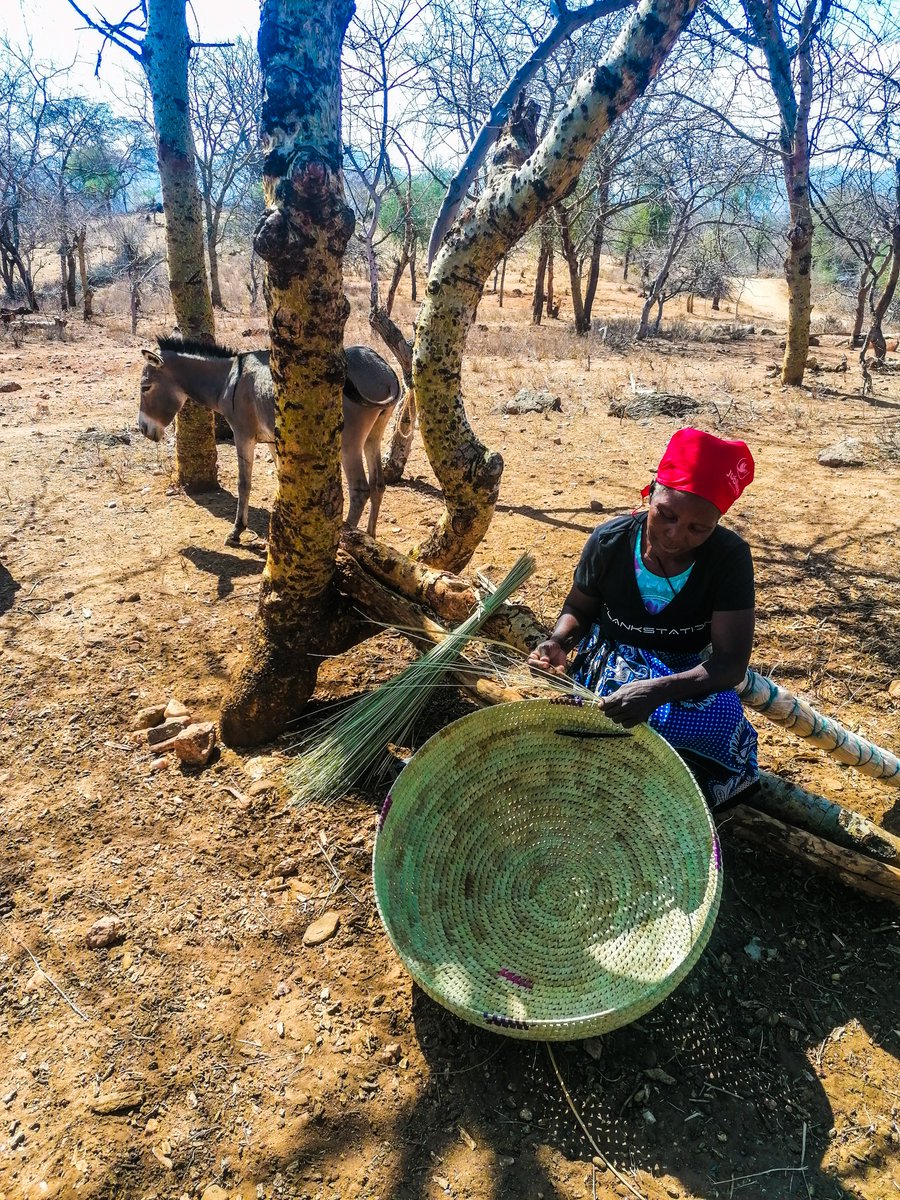 KENDATKenya's tweet photo. Women in Tharaka use locally available sisal to make baskets which they sell to provide veterinary services and feeds for their donkeys.
#mtunzepundadaima #heshimupunda #animalfreedom #sustainability #incomegeneratingactivties #IncomeGeneratingProject #womenempowerment https://t.co/hdUce3YYRi