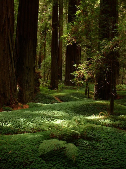 Redwood Forest, Humboldt County, California #RedwoodForest #HumboldtCounty #California jamesrobles.com