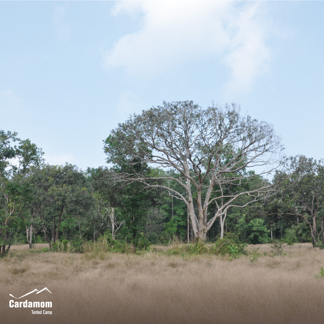 cardamomtent's tweet photo. “Trees are sanctuaries. Whoever knows how to speak to them, whoever knows how to listen to them, can learn the truth.”
― Herman Hesse
#cardamomtentedcamp #travel #sustainable #ecotourism #restartourism #YourStayKeepstheForestStanding https://t.co/cphg9cVVMt