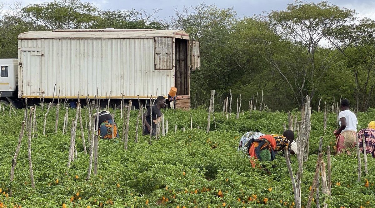 🇹🇿