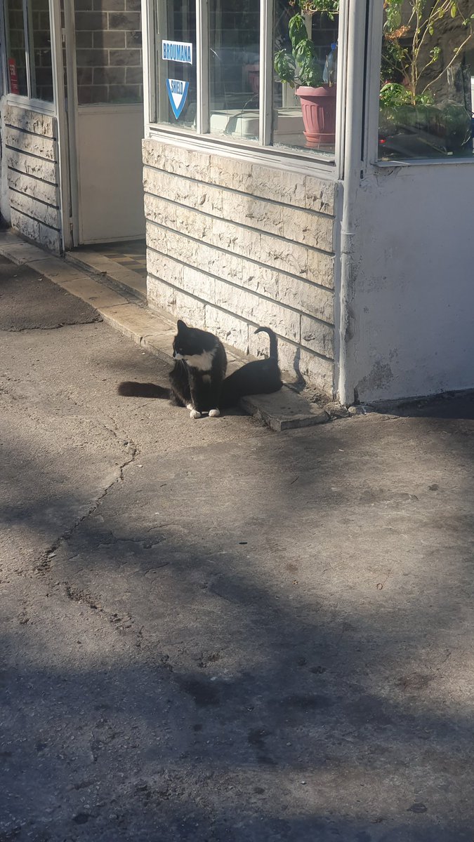 elie_debbas's tweet image. Morning walk meeting with #newfriends. 😉 #mondaywalk