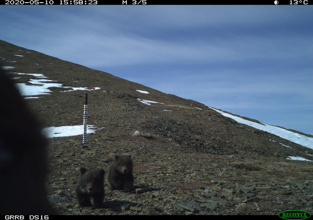 sydney_goward's tweet photo. My goodness... #TheDiviiProject #GrizzlyBear #Shih https://t.co/y0eHBQHcld