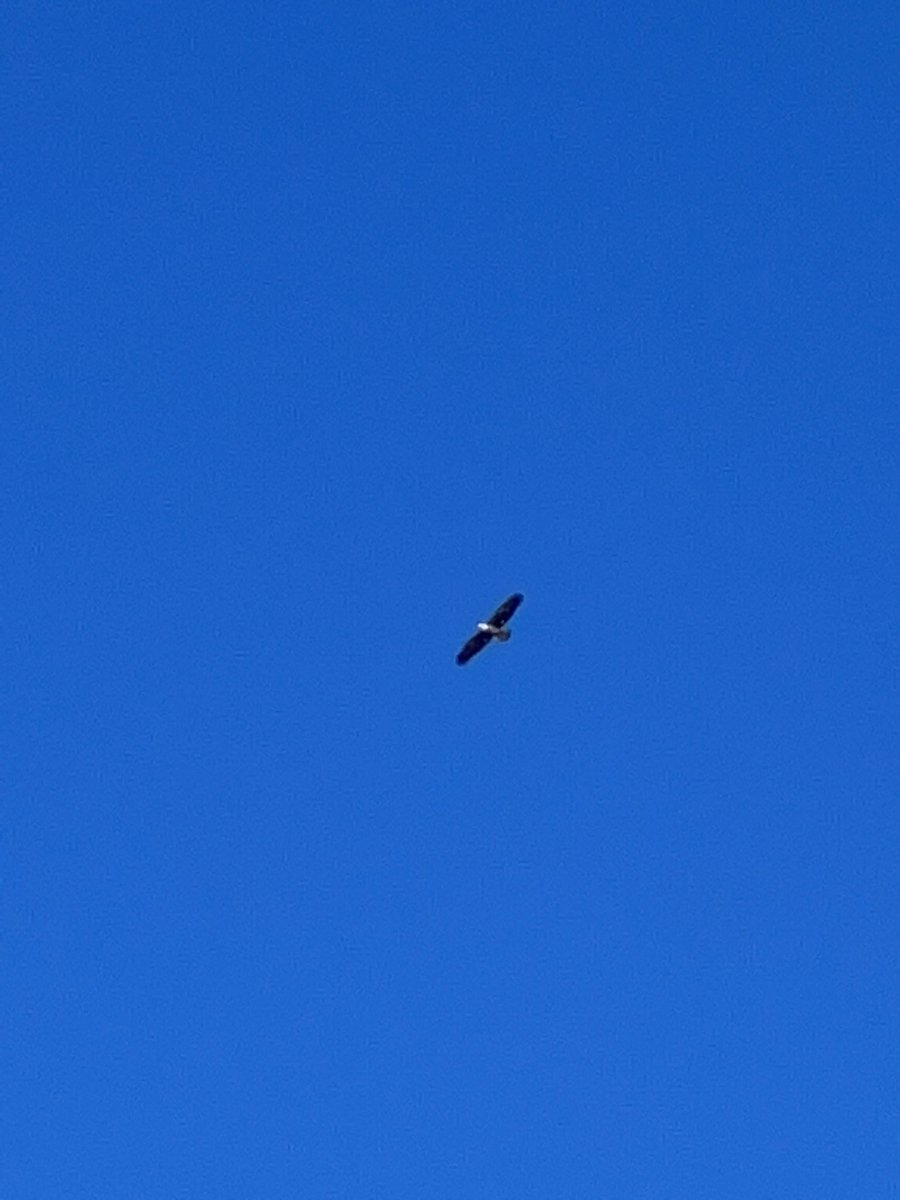 pradster's tweet photo. @MarkyMutchler Bald Eagle! https://t.co/Vw1HVOMmXE