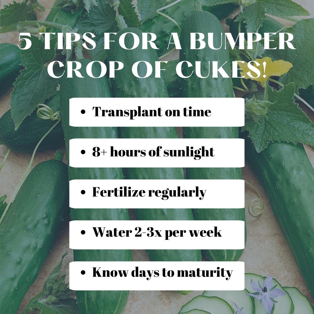 growjoyplants's tweet photo. Add some fresh, homegrown cucumbers to your summer meals with these 5 easy tips for a bumper crop of cukes this year
#gardening #plants #cucumber #cukes #homegrown #delicious #gardenlife #gardener #gardenspace #vegetables #plantsofinstagram #gardeninspiration #harvest #growjoy https://t.co/5fPb9zN3dS