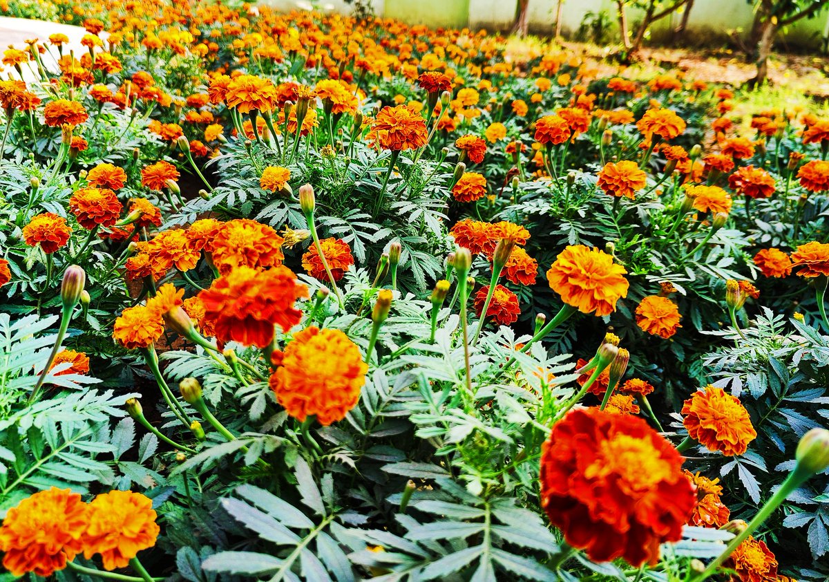 जाड़ो में धुप की थोड़ी कंजूसी 
गेंदे की ख़ुशी कम नहीं कर पाई  
Colours of January...
