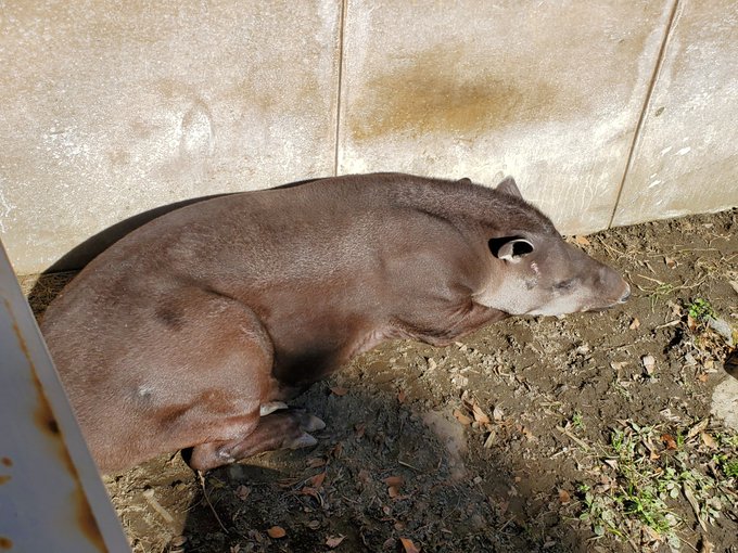 ブラジルバク
まったり 