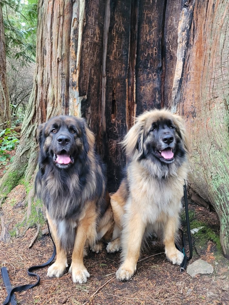 Winnie and Torin. Sitting in a tree... #pnw #dogsoftwitter