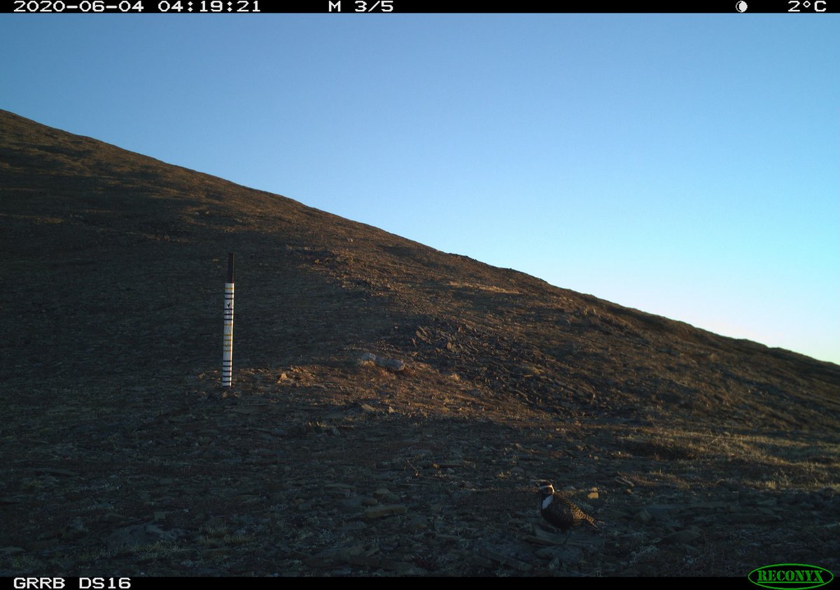 sydney_goward's tweet photo. New bird on the cameras alert! Introducing the Golden Plover
#TheDiviiProject https://t.co/dWTFQfLecP
