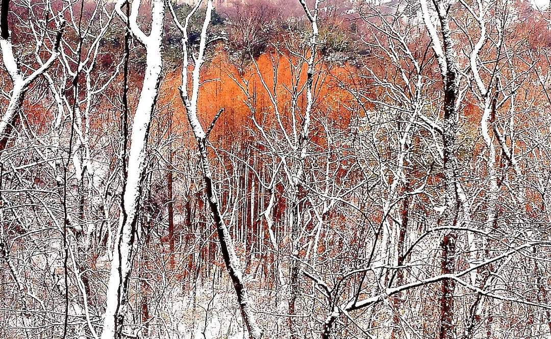Namsan Snow Scenery 
#seasons #winter #snow #snowfall #snowscape #snowpic #winterwonderland #snowphotography #TwitterNatureCommunity #nature #namsan #seoul