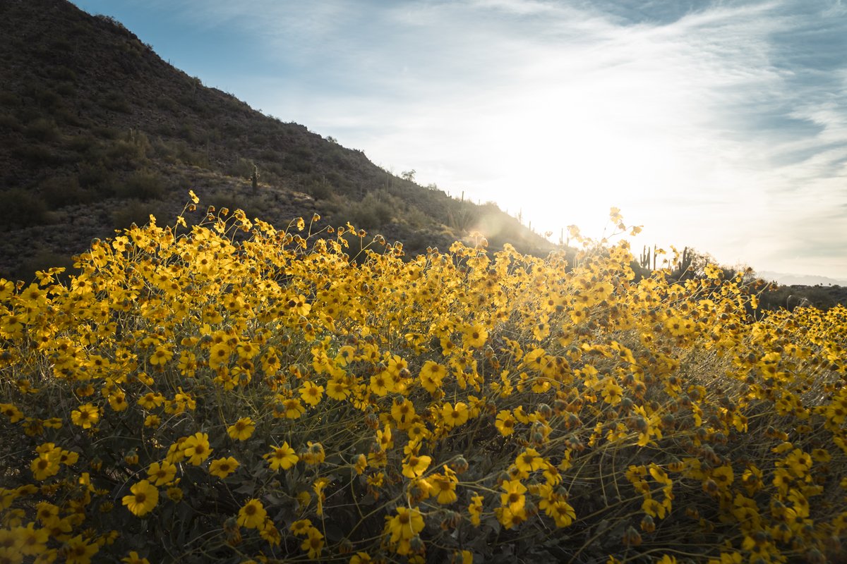 studioGRACIOUS's tweet photo. 2022 marked a return to #travel so this week will be a look back on my #favefour from different trips. Let's start with #Scottsdale #Arizona 📸 🌵 #desert #photography #graciouspix #SonyAlpha #dryheat #cactus #sunset https://t.co/6wu6JX0Yxs