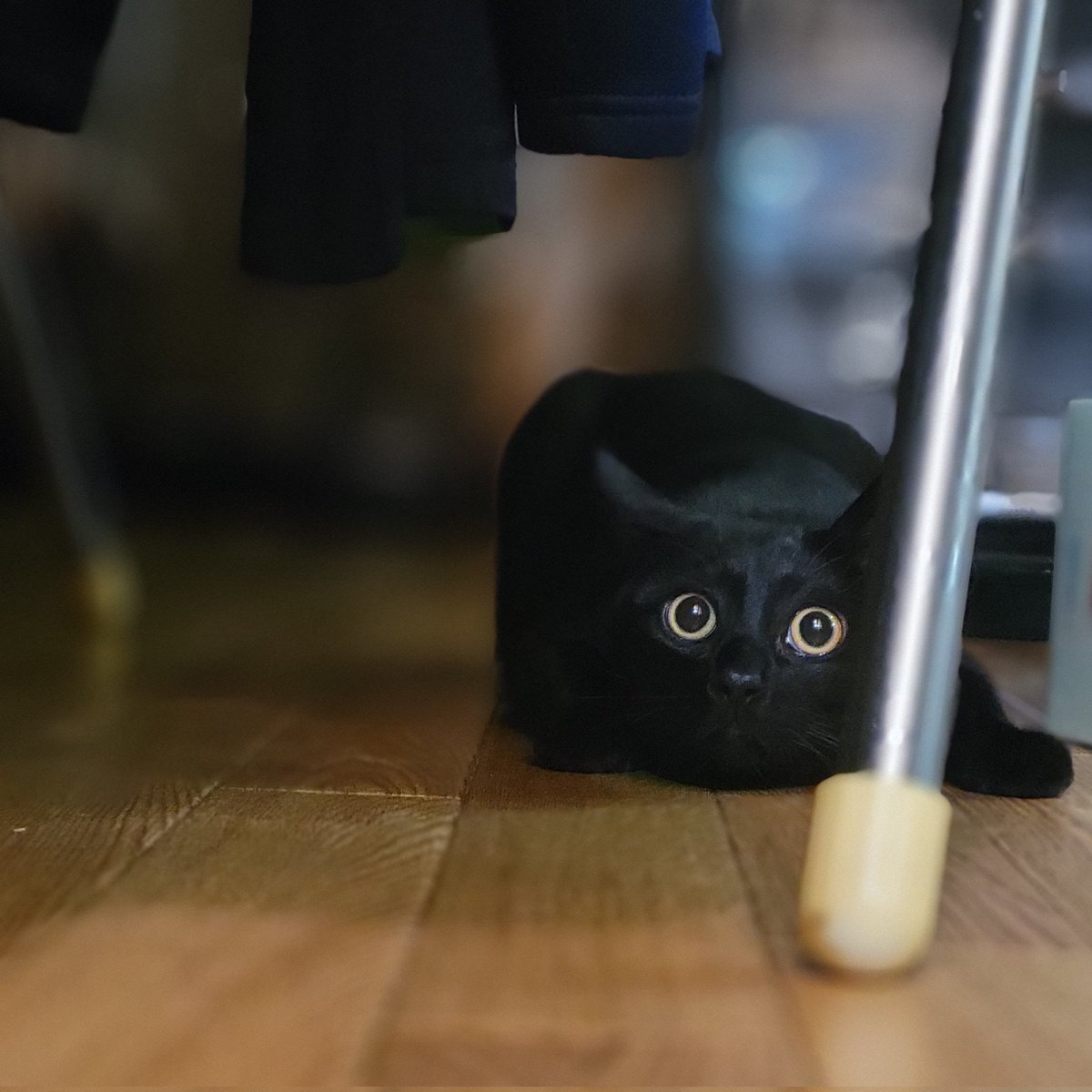 Nan__0516's tweet photo. まんまるおめめ
#黒猫なん
#黒猫
#猫写真
#ねこのいる暮らし https://t.co/LFKl1MhXAf