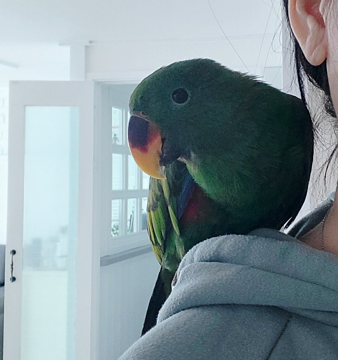 후드티 모자에 앉아 있는거 좋아해요