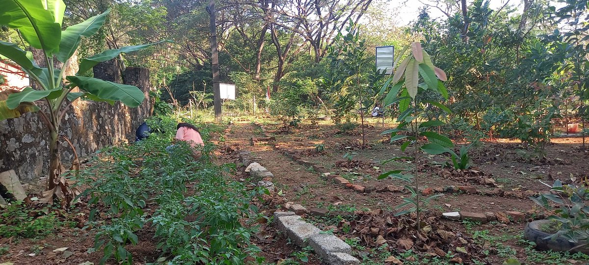 nssskcgvr's tweet photo. Today Gardening at #nssgarden  @NSSRDChandigarh @rdnss_kolkata @NSSRDPATNA @nssgujarat @nss_rdguwahati @NSSRDLucknow @MaharashtraNSS @NssrdD @nssrdhyderbad @KarnatakaNss @NssRajasthan @nsstvm @NSSChennai @nssrdbangalore @YASMinistry @_NSSIndia @pankajsinghips @HimachalNss https://t.co/IgJ64kGIJp