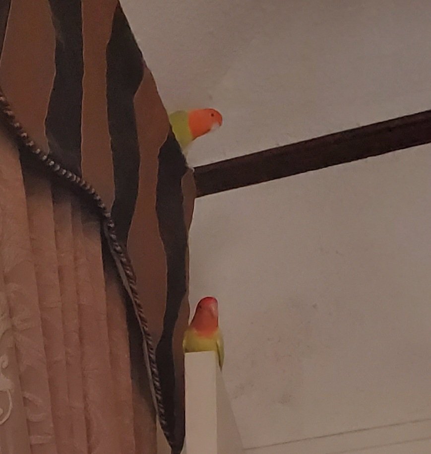 TyMurphy19's tweet photo. We have had Archie and Betty since last March
Hopefully Lovebirds breed in the spring, but so far they have shown no interest in breeding!
What do you suggest besides waiting patiently?๐ค
#ArchieAndBetty ๐ฆ https://t.co/eYVkxuCXDX