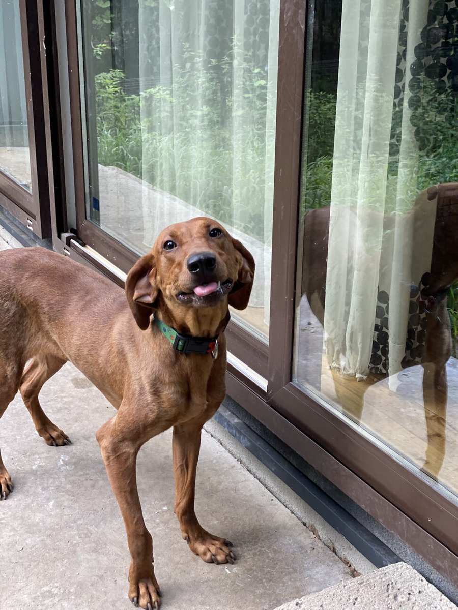 ゆにこーん on Twitter "RT tochigisatooya 【里親募集】「人が大好き【ハウンド系】かすみちゃん」栃木県