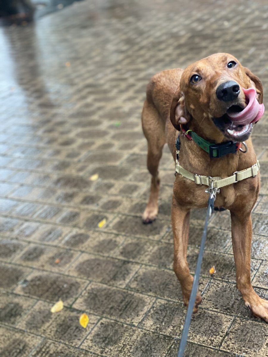 ゆにこーん on Twitter "RT tochigisatooya 【里親募集】「人が大好き【ハウンド系】かすみちゃん」栃木県