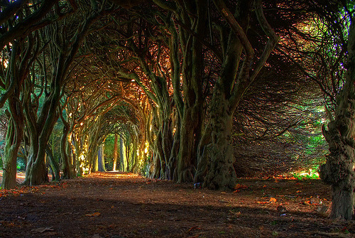 WesleyDonehue's tweet image. Ancient Forest, Mueth, Ireland #AncientForest #Mueth #Ireland clarebray.com