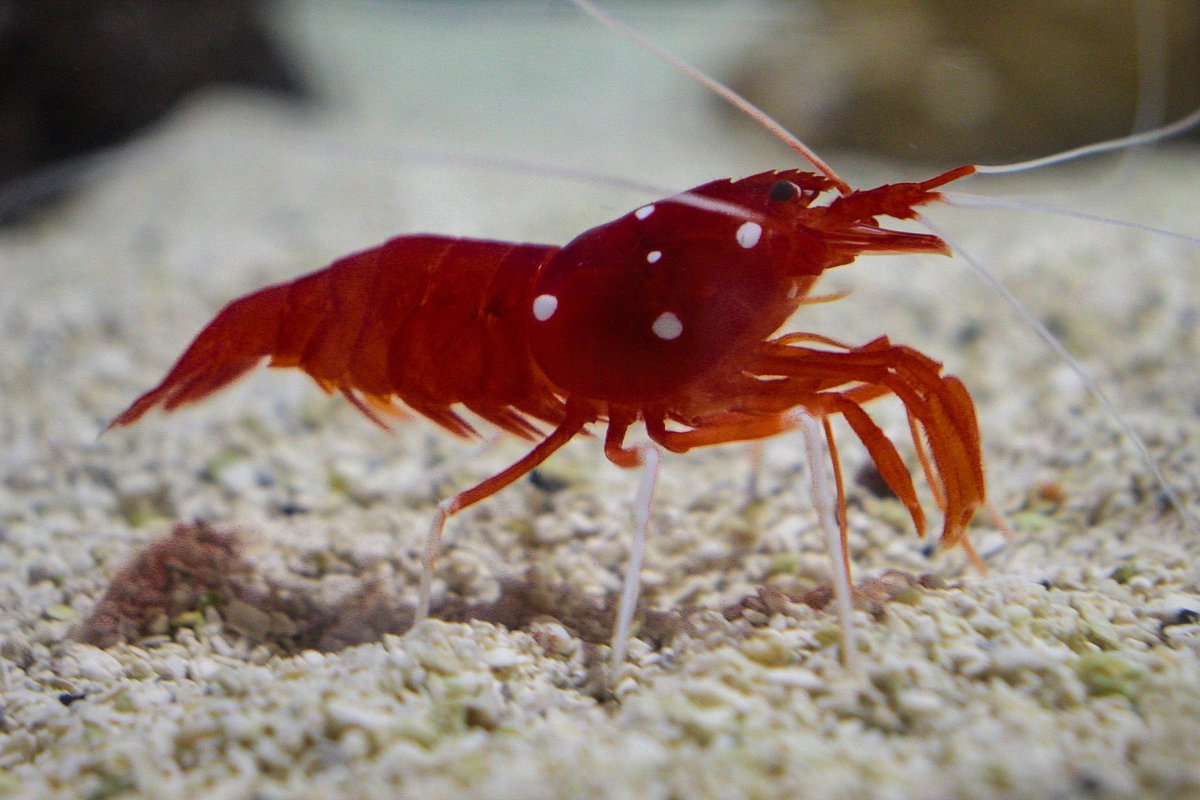 chikosFlix's tweet photo. #sealife #nature #NaturePhotography #photography #photographer #naturelover https://t.co/OC8F1JWN4K