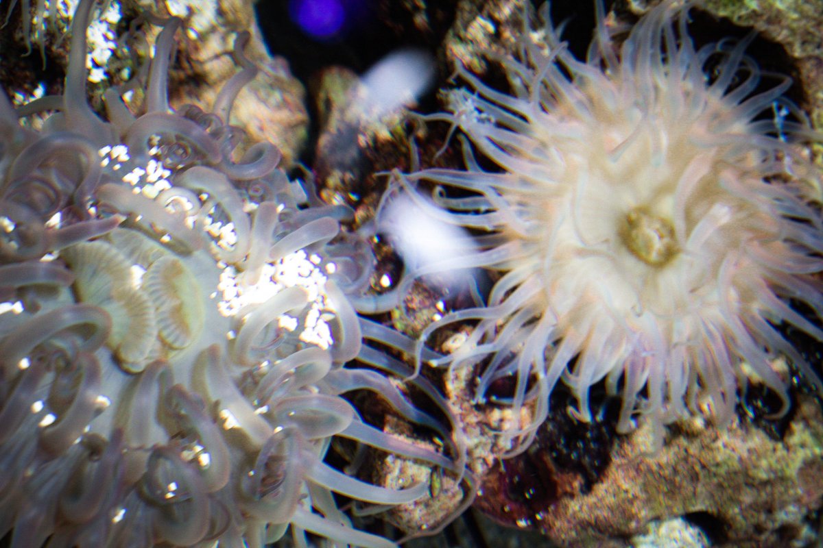 chikosFlix's tweet photo. #sealife #nature #NaturePhotography #photography #photographer #naturelover https://t.co/OC8F1JWN4K