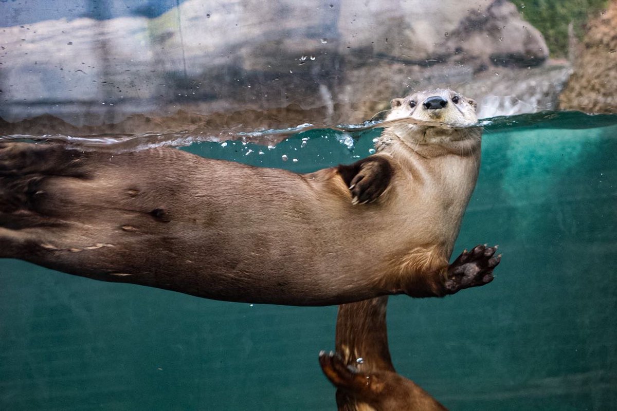 chikosFlix's tweet photo. Surprise ! 🥰 #photography #NaturePhotography #photographer #otter #cute #adorable #funny #aquarium #aquatic #life #sealife https://t.co/VHVEglqSQ5