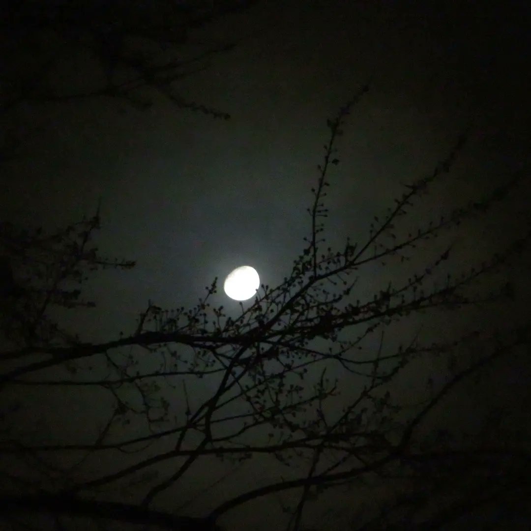 1409Photography's tweet photo. Needed to clear my head after a rough evening.
Lucky that the clouds cleared up to give me a chance to work on taking pics of the moon again.
#moonpictures🌖 #photographypractice #nightphoto #mindcleanse #workingoncraft #themoontonight #nighttimesky https://t.co/QOW39xkV7E