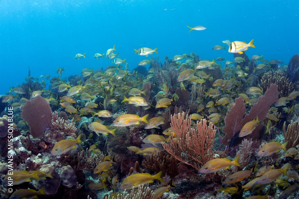 SylviaEarle photo