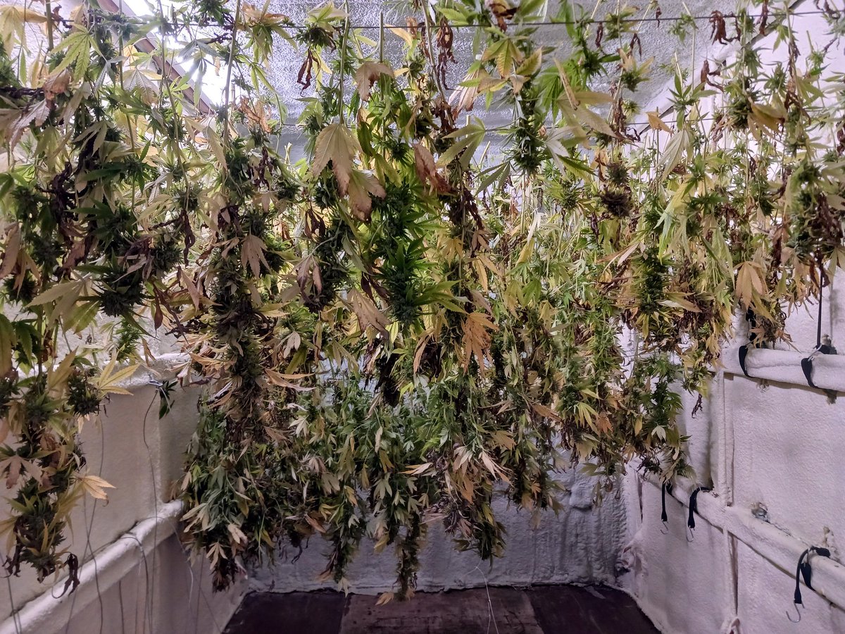 AgonizingSpring's tweet photo. Could you smoke all of this? And if so how fast?
#cannabislife #CannabisCommunity #cannabisindustry #cannabisculture #cannabisaddiction #cannabinoids @CannabisCulture @CannabisLegion @CannabisNow01 https://t.co/zQ5y9dYMAI