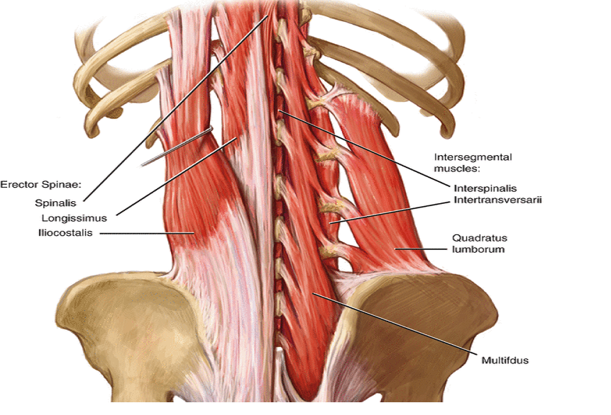drdozellodc's tweet photo. Two Minutes of Anatomy: Deep Spinal Muscles
Dr Donald A Ozello DC of Championship Chiropractic
#vegas #chiropractor #chiropractic #sportsmedicine #anatomy #anatomyandphysiology #spine #spinemuscles #spinalmuscles #deepspinalmuscles #deepspinemuscles https://t.co/bfNURvSlbr https://t.co/pshjwHqpRG
