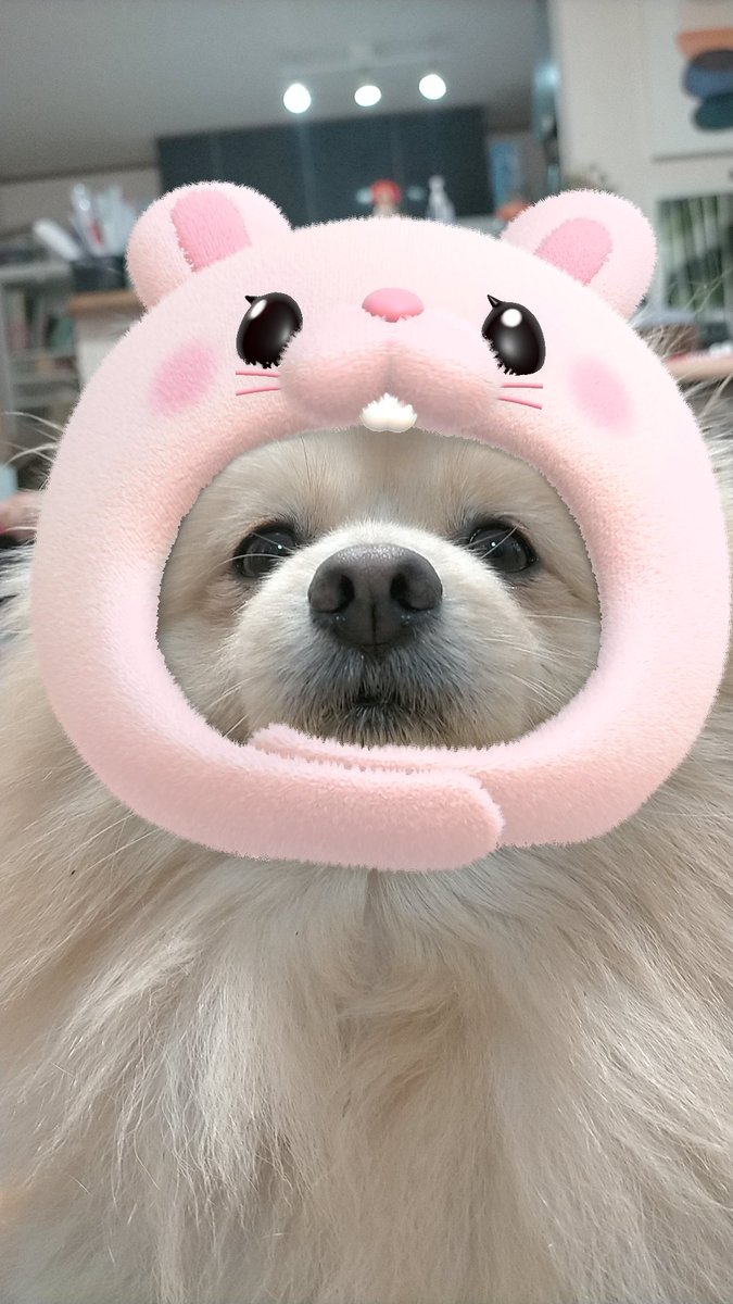 あけましておめでとうございます。兎年🐰🌟