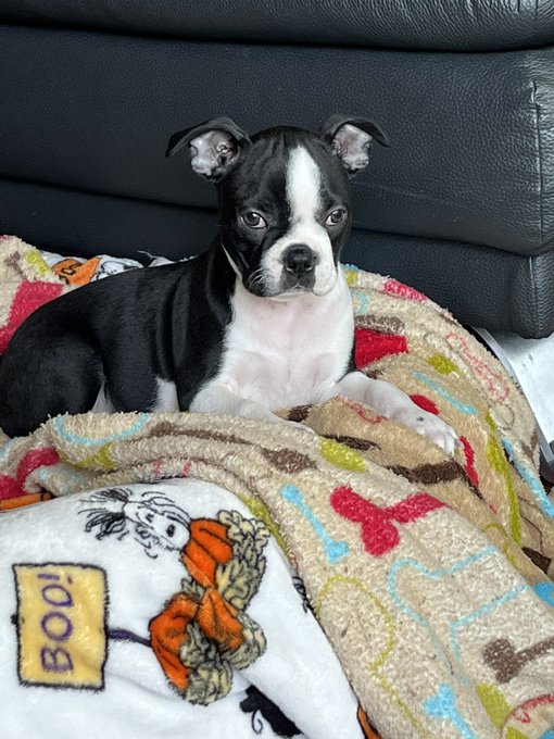 Sleeping with a puppy is more chaotic than sleeping with a toddler. He won&rsquo;t stop growing lol I finally<a href="/tag/heat"class="tags"><span>#heat</span></a>