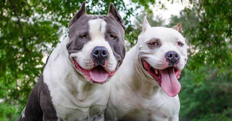 TheTruthPanther's tweet photo. The two dogs must be killed, according to coworkers of a pit bull victim in Limpopo. Last month in Vivo, the dogs attacked Melitha Sekole, 43, while she was walking to work. Later, she passed away from her wounds in a Pietersburg hospital. The dogs' owner has been detained. https://t.co/G7PoVLEpdR