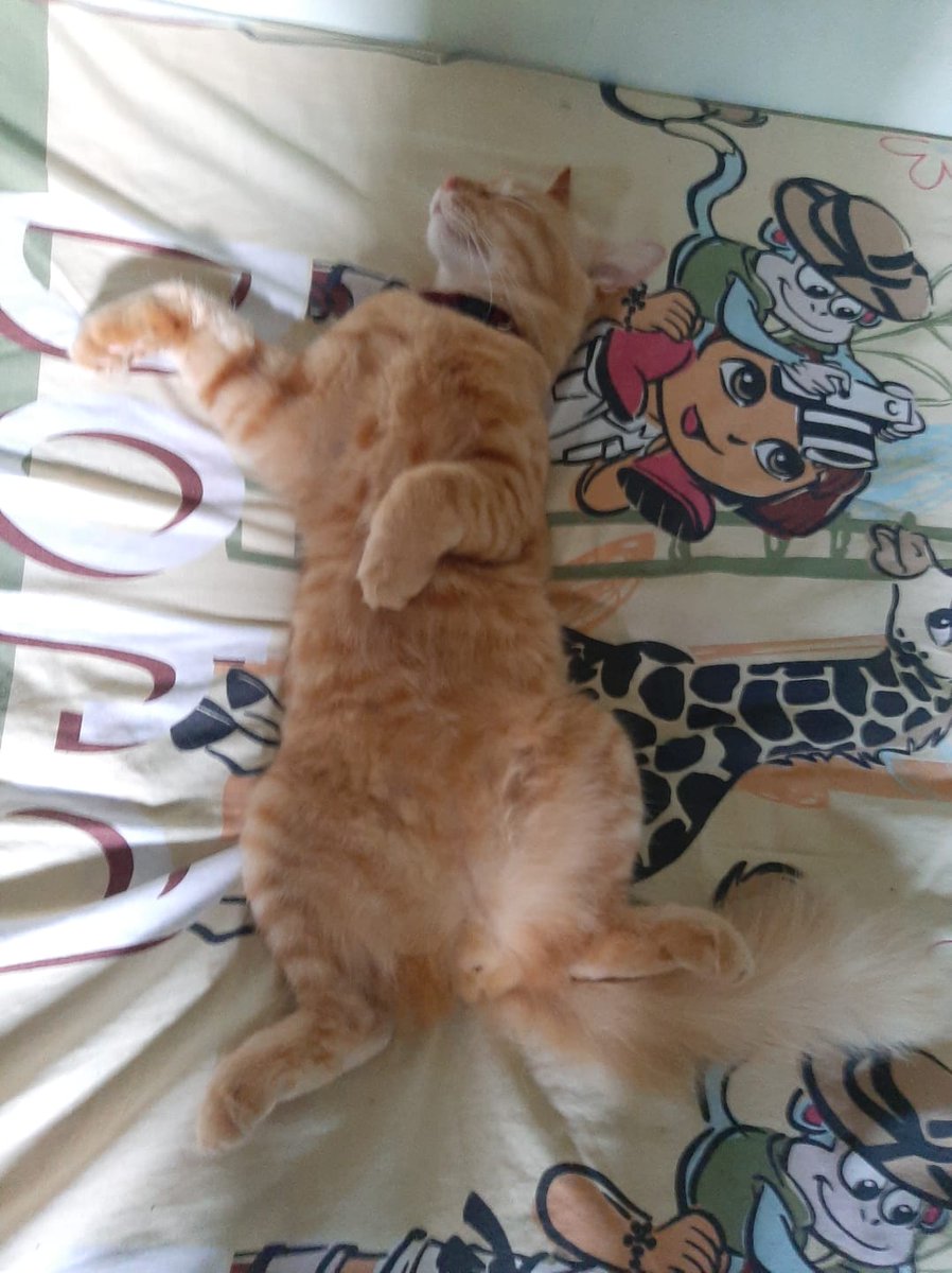bputriwd's tweet photo. @kochengfs namanya alex tingkahnya random bgt sukanya mainin tikus dibuat bola sampe mati kaku https://t.co/UkQZ9dtJQf