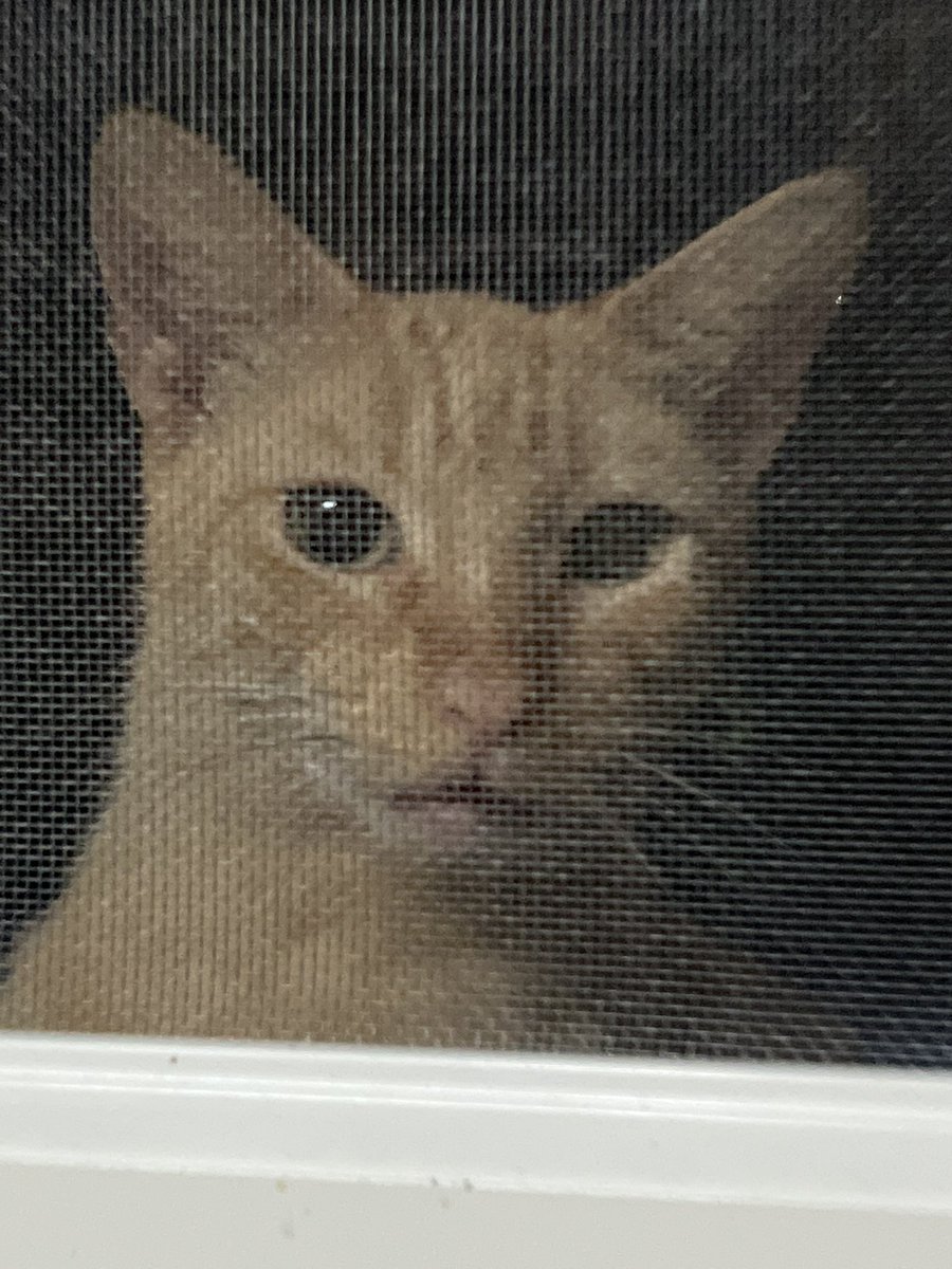 kittyobsessee's tweet photo. Hey, I love you all! I don’t love twitter though so this is my last post ❤️ enjoy linguini being curious about our new screen https://t.co/76hPSodWQS
