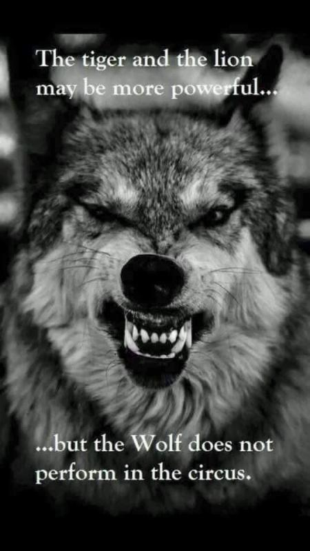 twilightborne's tweet photo. @lightcalled https://t.co/F5MUgu3Sdq
