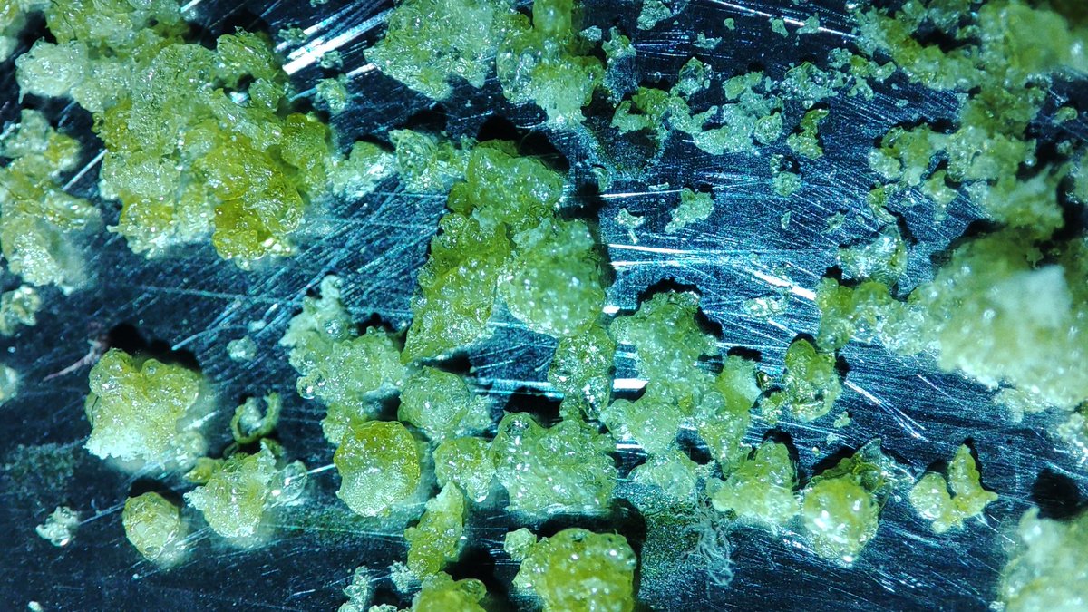 Thc Crystals 💚
From making Oil 🤙🏼

#weed #cannabis #Cannabislegalisierung2023 #CannabisCommunity #WeedLovers #bho