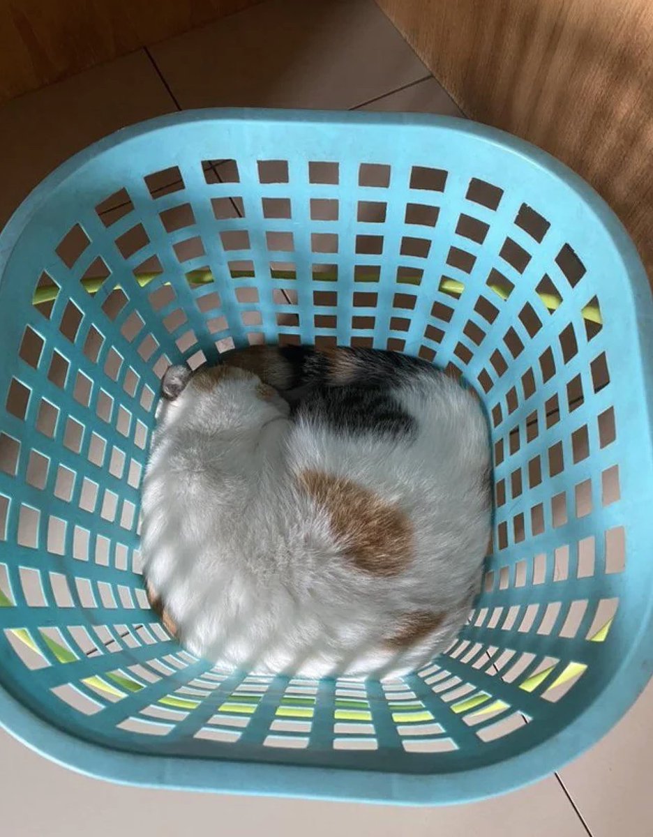cats being weird little guys 👅 tweet media
