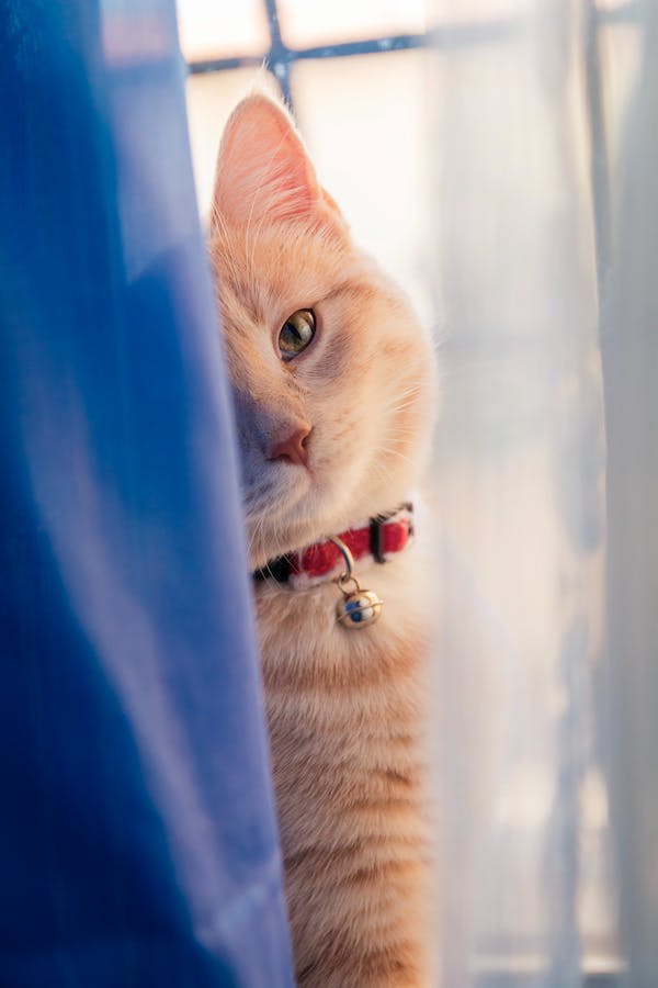 NewsOfAmerica24's tweet photo. Father Of Pet Cat
#cat
#pet_cat
#love_pet
#love_cat
#good_cat
#love_animal
#love_pet_cat
#love_pet_cats
#love_pet_animal
#cat_short_video
#cat_funny_video
#cat_world
#cat_video
#take_care_of_your_pet
#cat_world
#cat_lover
#cat_photo https://t.co/hic1048Q6q