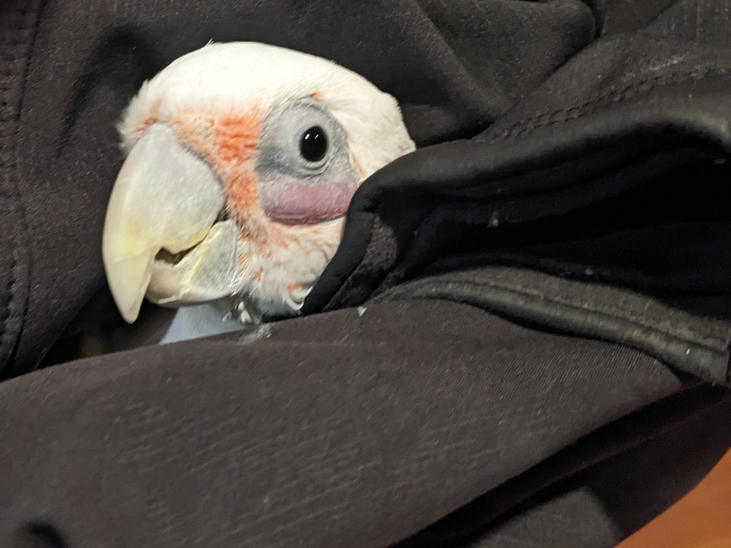 KarlToo's tweet photo. I was a birb burrito. https://t.co/5wVizf16qo