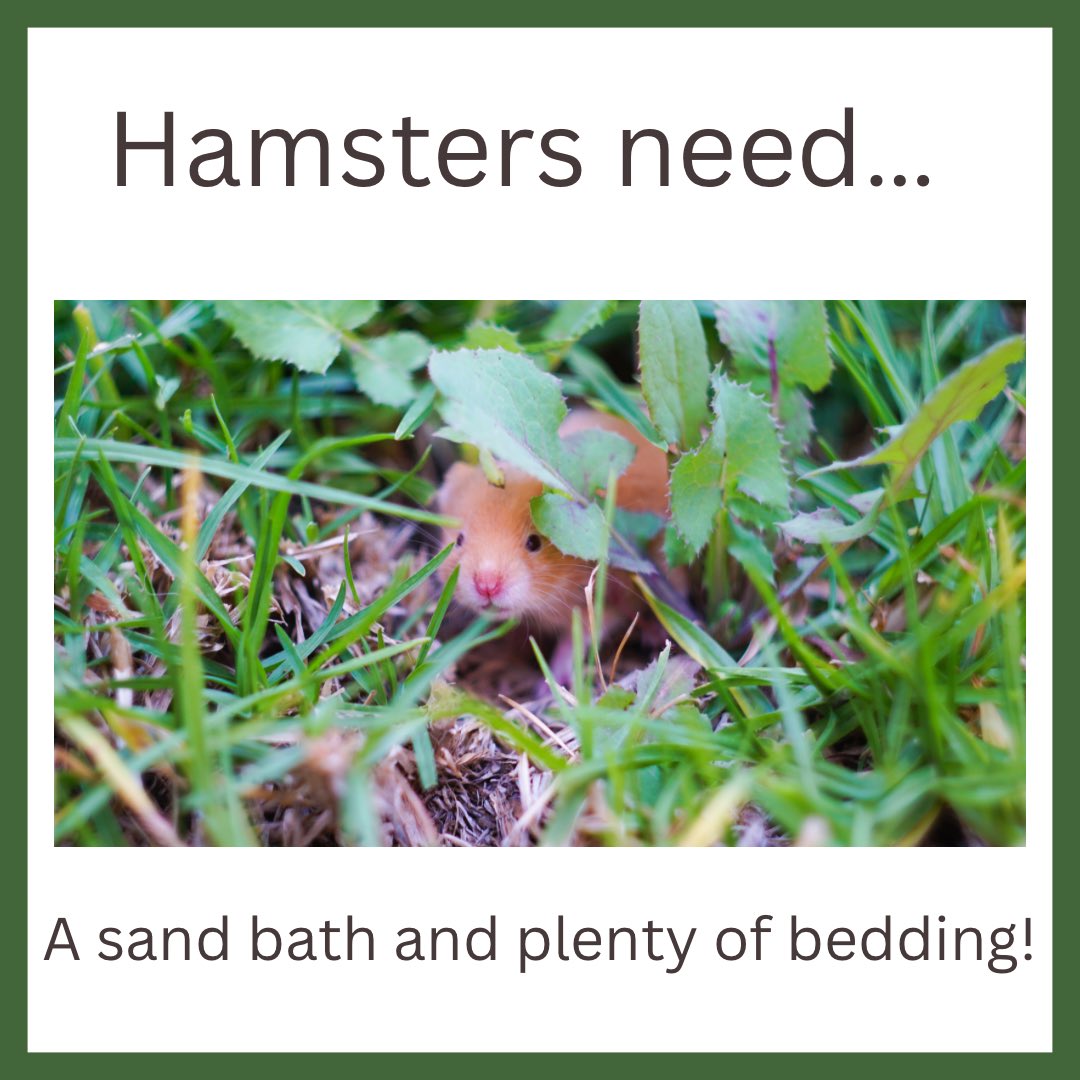 steveshamstery's tweet photo. Hamsters need…… sanitized sand and at least 6 inches of bedding!! https://t.co/hzHiBHskY0