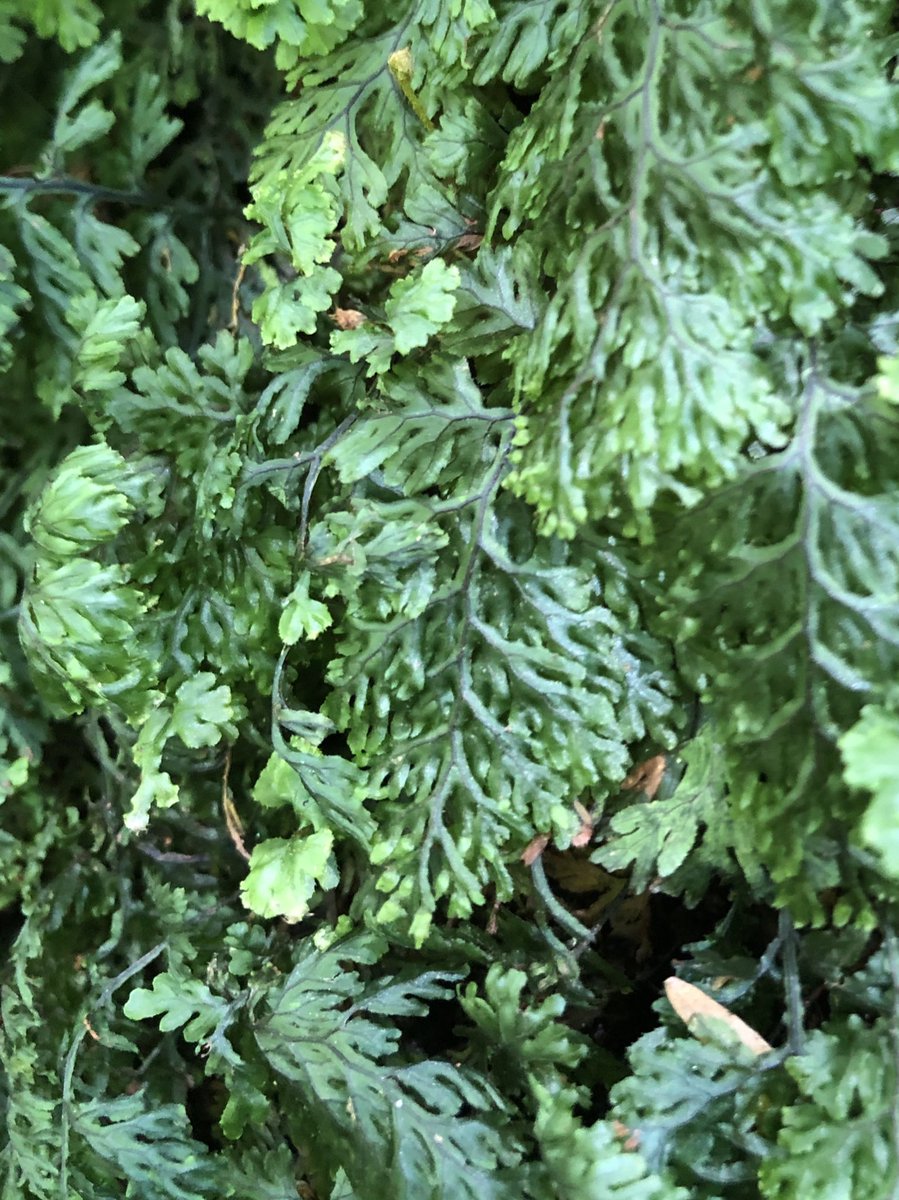 NobuyaH's tweet photo. 今日のシダ
Today's Fern
コウヤコケシノブHymenophyllum barbatum (v.d.B.) Baker
コケシノブ科Hymenophyllaceae Link
Aug.2022
この辺りでは一番よく眼にする
コケシノブ類。The most common Hymenophyllum around here.

 #botany #plants #flora
 #ferns #Felce #Helecho #Farn #Fougère #蕨類 https://t.co/vgeg5xVLci